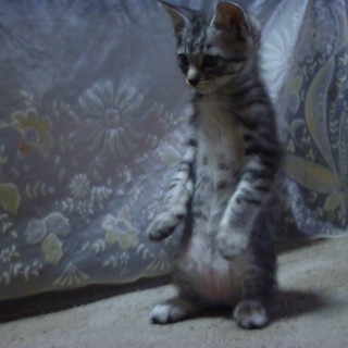 かわいがってくれる里親さん募集です＾＾