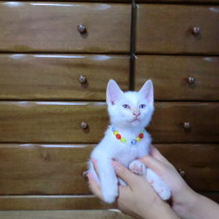 里親さんが決まりました。有難うございました。