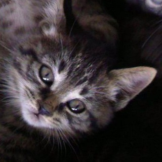 里親さんが見つかりました！ありがとうございました