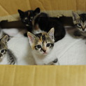 ２匹の子猫、里親さん募集（関東近辺）
