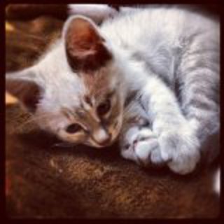 里親募集です！