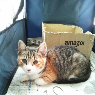 優しいママ探しています！