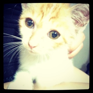 里親決まりました。