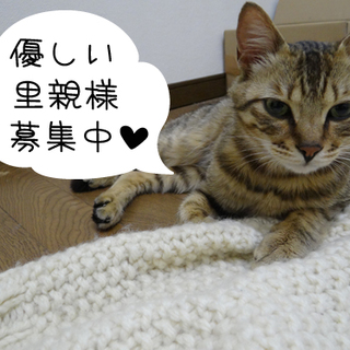 甘えん坊で可愛い男の子です★