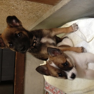 台風の中で拾った子犬