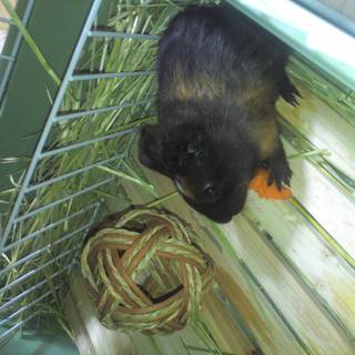 モルモットの里親さん募集します