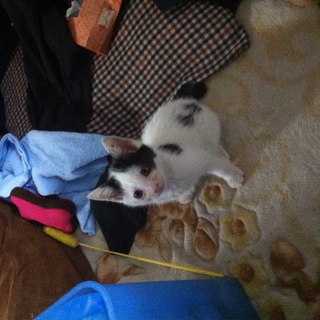 生後１ヶ月半の猫の里親募集です