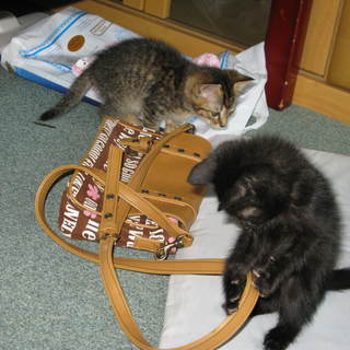 2匹とも里親さんがみつかりました！