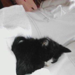 生後一ヶ月ほどの黒白ブチ猫☆