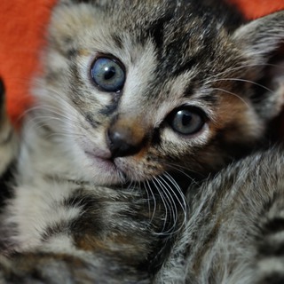 木の根元で寄り添っていた姉弟の仔猫ちゃん！
