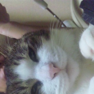 急募！里親になってください