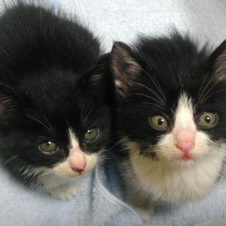 無事に2匹とも里親さんが見つかりました！！