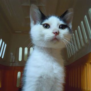 ベタ馴れにゃんこ