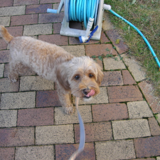 大切に育てていただける方を募集します。