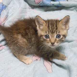 とても人懐っこい子