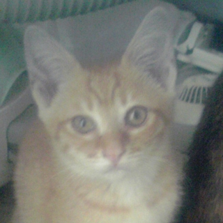 生後２ヶ月の子猫　里親募集！