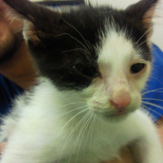 仔猫の里親募集してます。