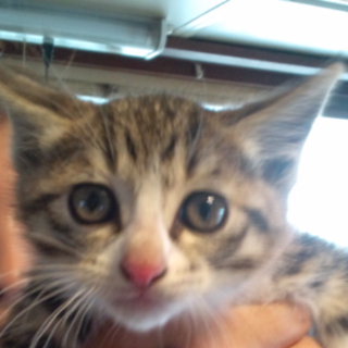 可愛い子猫の里親を探しています。