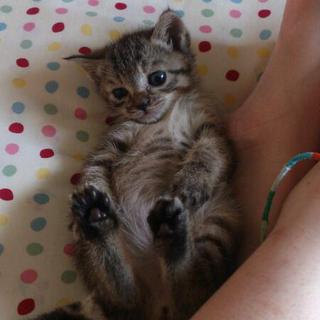 二匹の兄弟猫の里親募集です。