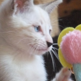 子猫の家族を募集します