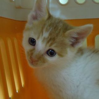 情可愛いにゃんこ  