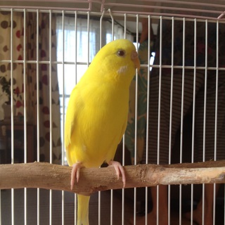 セキセイインコ☆里親様、募集中です