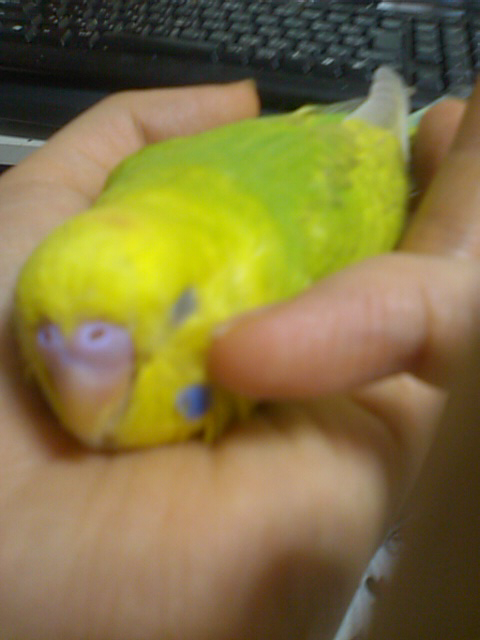 セキセイインコ 中雛 埼玉県 鳥の里親募集 4069 ペットのおうち 月間利用者150万人