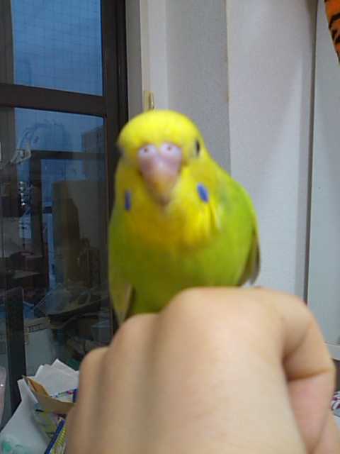 セキセイインコ 中雛 埼玉県 鳥の里親募集 4069 ペットのおうち 月間利用者150万人