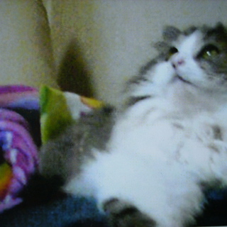 無事に里親が決まりました。お世話になりました。