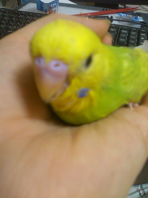 セキセイインコ 中雛 埼玉県 鳥の里親募集 4069 ペットのおうち 月間利用者150万人