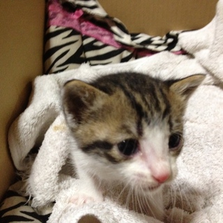 里親様決定いたしました。ありがとうございます。