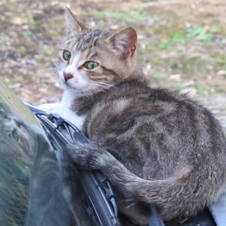 可愛いサバ猫くん