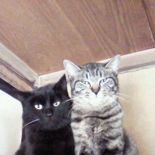 姉妹猫の里親募集