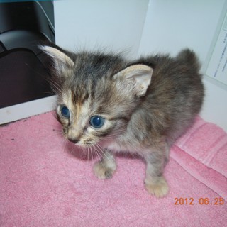 ４匹の子猫の里親募集