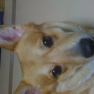 ウェルシュ・コーギー