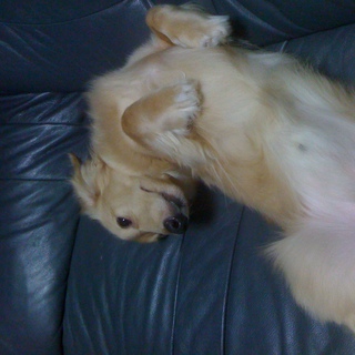 M.ダックス　クリーム