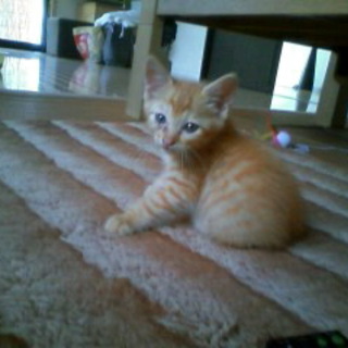 里親様決定いたしました。ありがとうございました！！