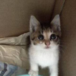 大切に育ててくださる里親さん、急募