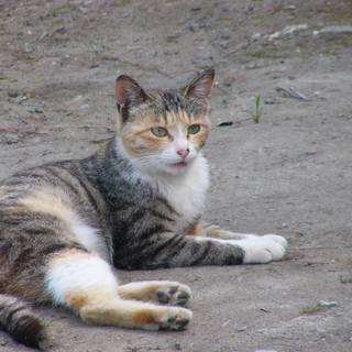 人なつっこい甘えん坊ネコ
