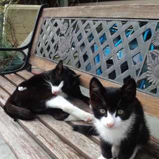 里親見つかりました