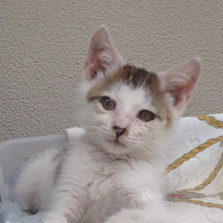 子猫の里親募集！！