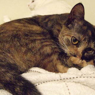 里親さんを募集しています