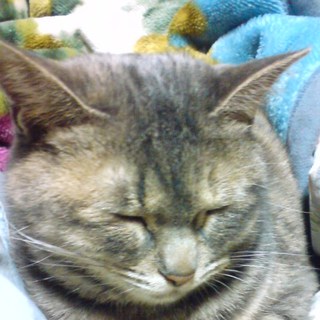 【急募】どなたか助けてくださいませんか・・・