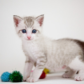 ■17番：ホワイトタイガー1ヶ月