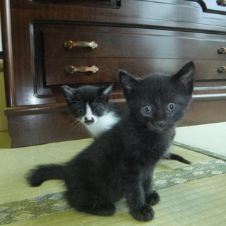 お問い合わせ有難うございました。