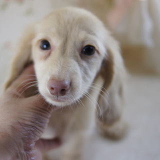 一時募集停止！