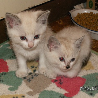 可愛い姉妹です。どうぞヨロシク！