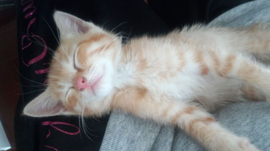 めちゃかわいいです 大阪府 猫の里親募集 4102 ペットのおうち 月間利用者150万人