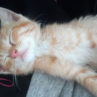 めちゃかわいいです♪