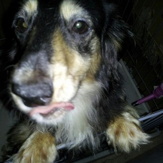 大切に育ててくれる方★２歳♀　Ｍダックス